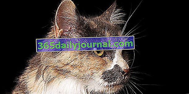 Skookum, kıvırcık paltolu bir kedi