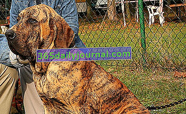 Fila Brasileiro, rustikálny pes molossoidného typu