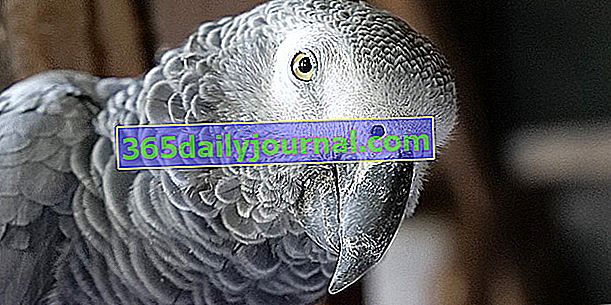 Szary Gabonu: kim on jest? Jak wyhodować tę papugę w domu?