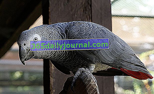 Как да развъждаме габонски сив папагал у дома?