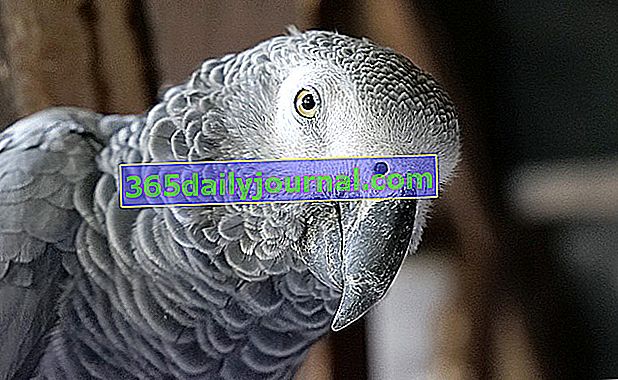 Šedý papagáj v Gabone: kto to je?  Ako chovať tohto vtáka doma?