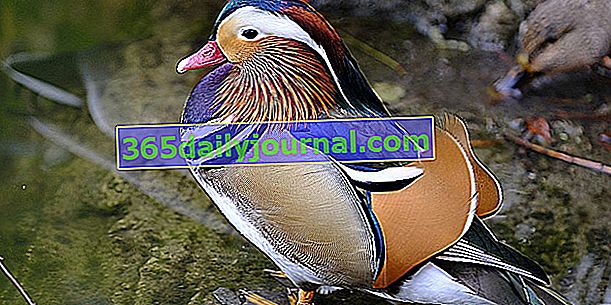 Güzel renkli tüylere sahip Mandarin Ördeği