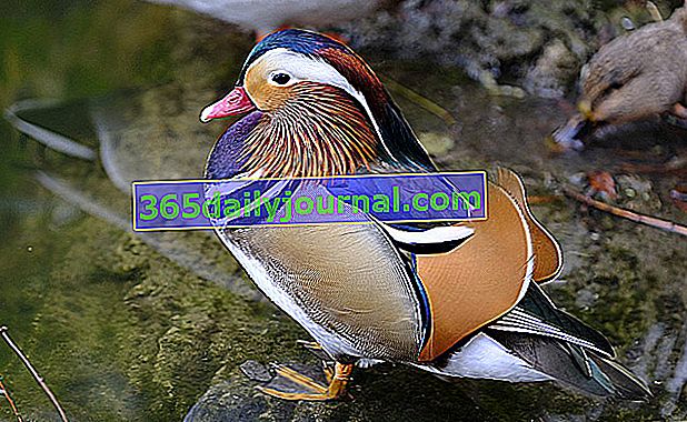 Mandarinská kachna s krásným barevným peřím 
