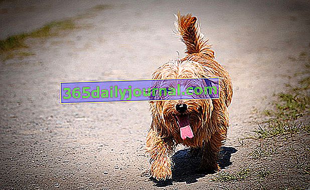 Origen del Norfolk Terrier