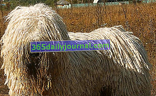 El Komondor, perro pastor de color marfil