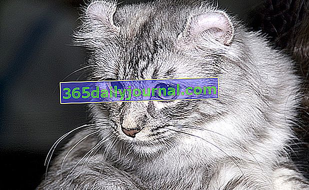 Американската къдрица, котка с необичайни уши