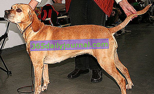 El perro de muestra portugués o el puntero portugués