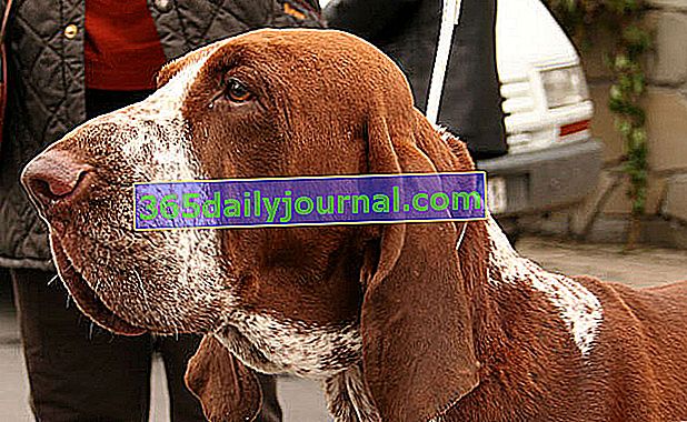 Italský ohař krátkosrstý, robustní a velký pes