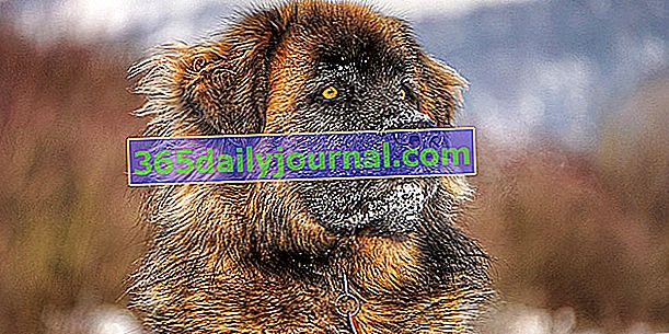 Leonberger, pokojný a trpezlivý obrovský pes