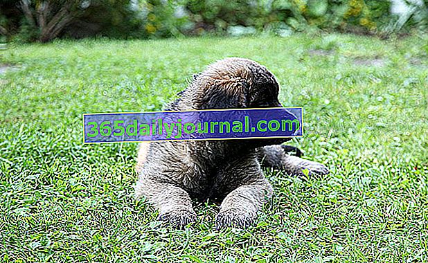 Leonberger štěně