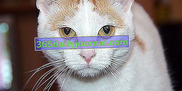 Турският ван, красива котка с мека и копринена коса