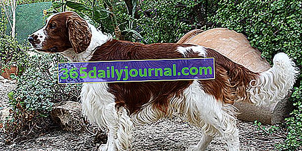 Welsh Springer Spaniel, brz i izdržljiv pas