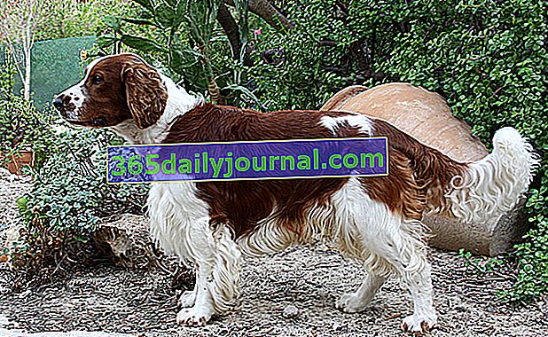 Welsh Springer Spaniel, brz i izdržljiv pas