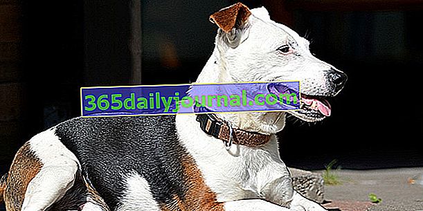 Jack Russell terier, živahen in vitalni pes