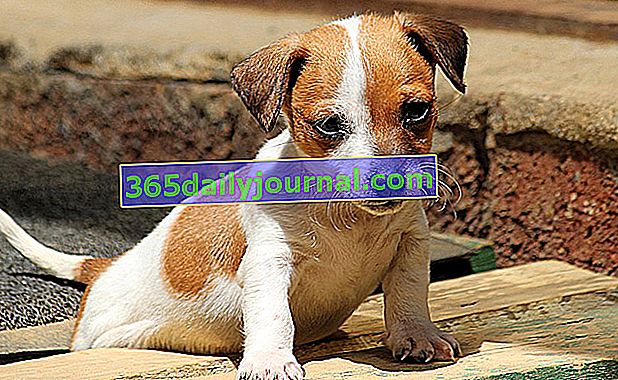Cachorro de Jack Russel Terrier