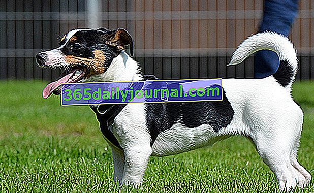 Jack Russell terrier: żywy mały pies