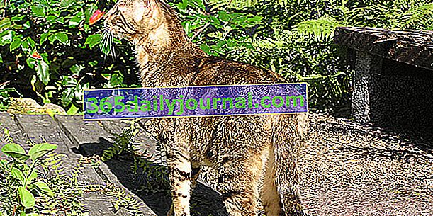 Doğu Afrika'da vahşi doğada yaşayan ender kedi Sokoké