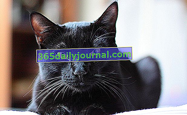 Bombajská čierna mačka