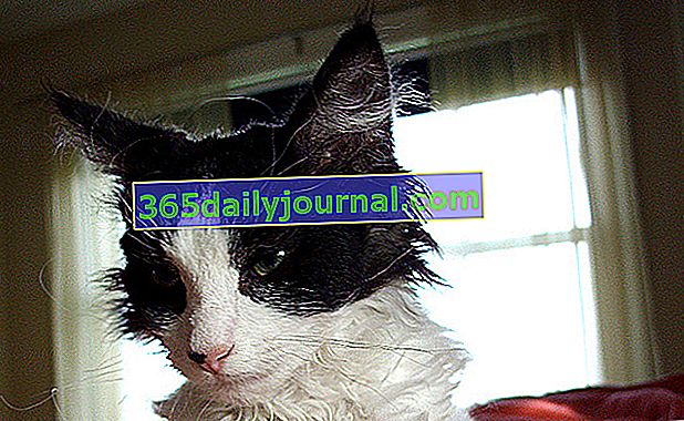 LaPerm, kočka s bohatými a kudrnatými vlasy