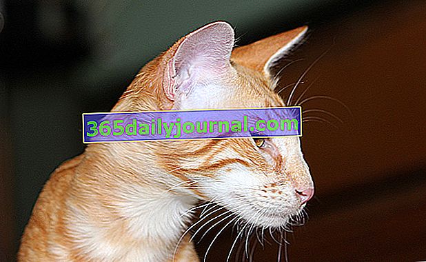 Mandarin, Oriental Longhair или Javanese, ориенталски тип котка