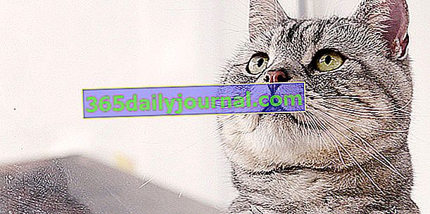 Американската късокосместа, популярната котка на САЩ