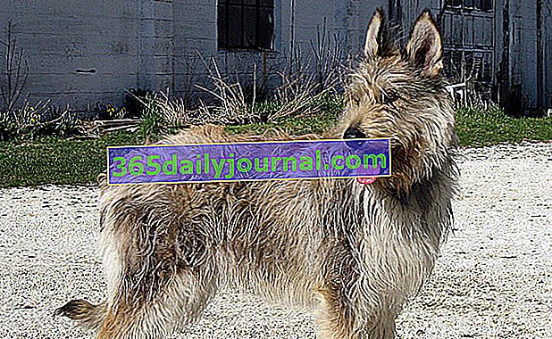 El Berger de Picardie (Berger picard), perro de pelaje despeinado