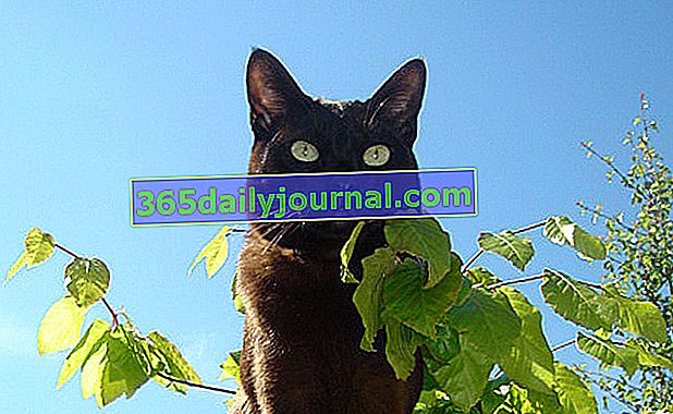 Азиатската или азиатската котка произлиза от бирманците