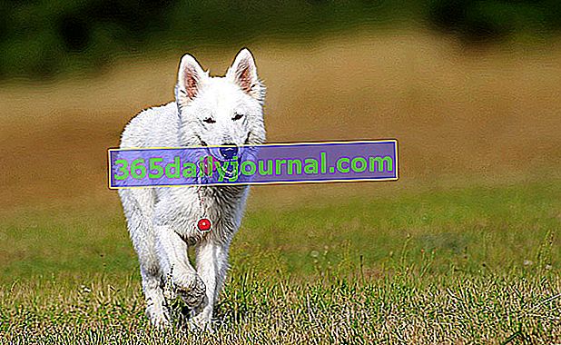 Berger Blanc Suisse се счита за овчарско куче