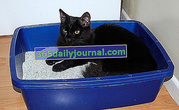 La caja de arena de tu gato: ¿cuál, cómo elegirla?