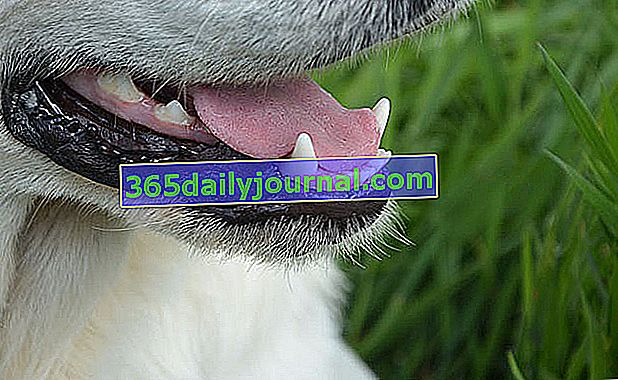 Як доглядати за зубами собаки?