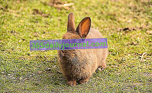 Каква е продължителността на живота на заек?