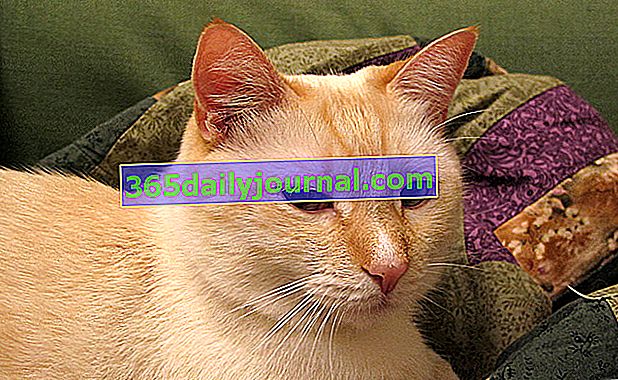 Colorpoint shorthair, ince ve zarif bir vücuda sahip bir kedi