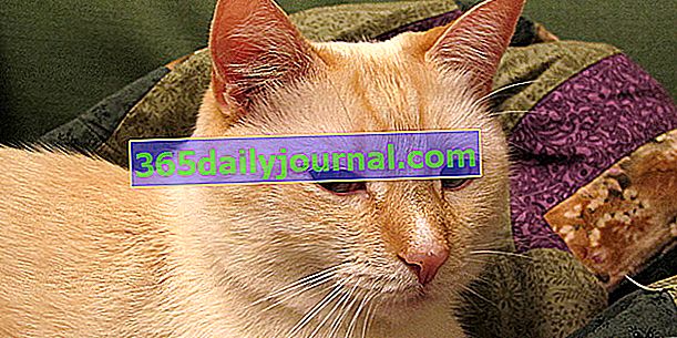 Colorpoint shorthair, ince ve zarif bir vücuda sahip bir kedi