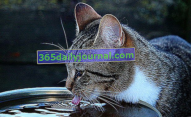Koje su potrebe mačke za vodom?  Naši savjeti