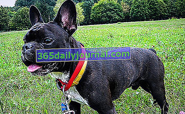 Malý krátkosrstý pes: francúzsky buldoček