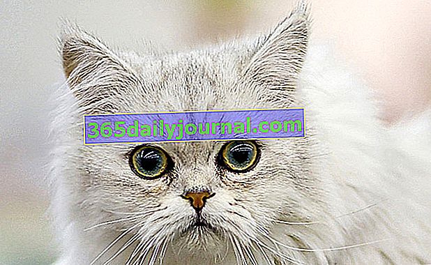 Tiffany, Tiffanie ili azijska dugodlaka mačka, srednje dlaka
