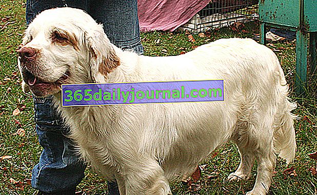 Клумбърският шпаньол, мощно и хармонично куче