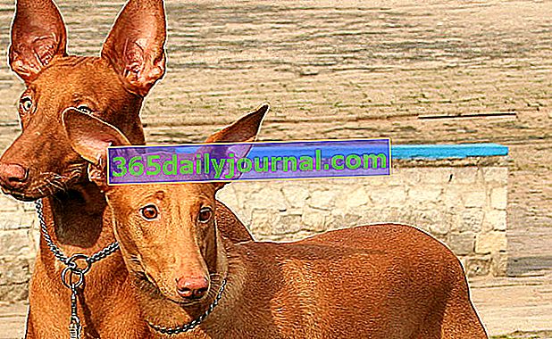 Кучето на фараона, куче с благороден и елегантен външен вид