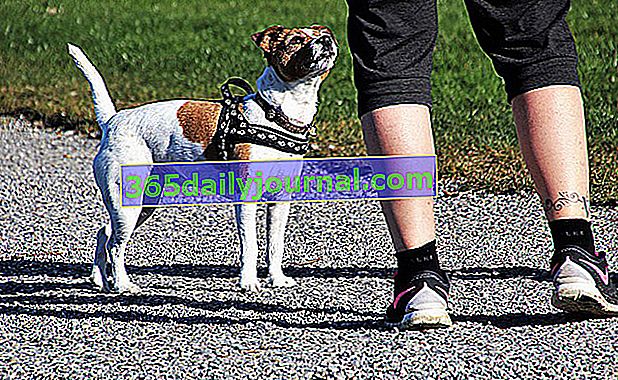 Trčanje sa svojim psom: savjeti i dobre prakse