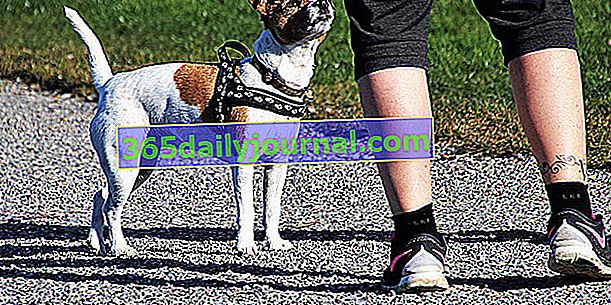 Bieganie z psem: porady i dobre praktyki