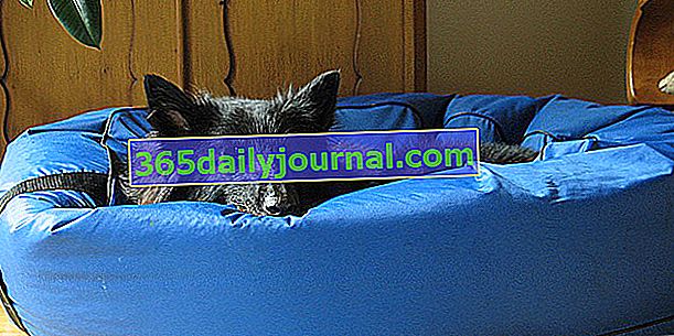Śpiący pies: jak wybrać odpowiedni kosz, poduszkę czy kosz?