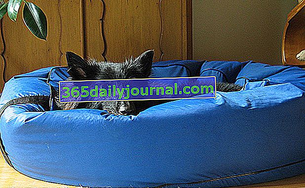 Pas za spavanje: kako odabrati pravu košaru, jastuk ili košaru?