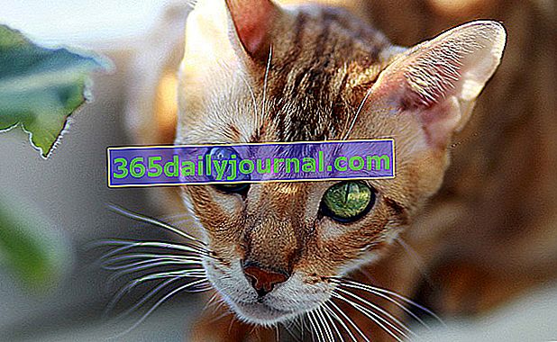 Bengálská kočka: mini plavá doma!