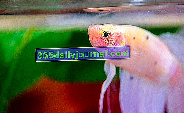 Boj s rybami (Betta Splendens) v akváriu, naše rada