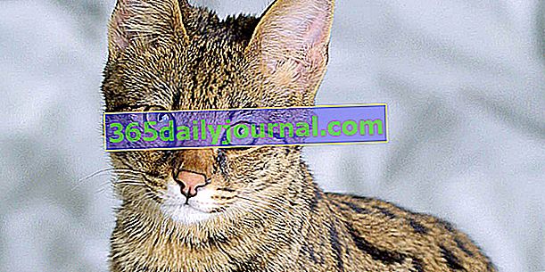 Сафари, почти дива котка