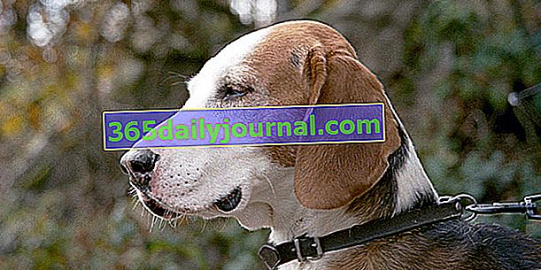 Nemški Brachet, pes z elegantno postavo in plemenitim videzom