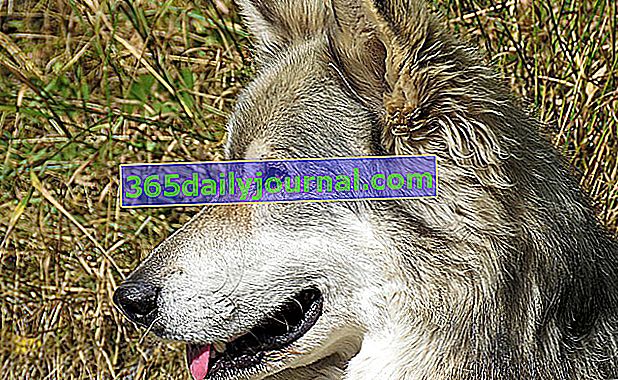 Československý vlčák, pes vypadá divoce
