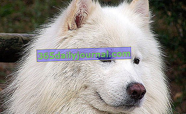 Samoyed, bílý psí spřežení z Dálného severu