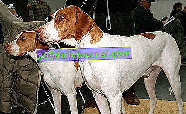 Braque Saint-Germain, vzácný pes