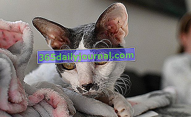 Калифорнийският Рекс, котка с фини кости и слаби мускули